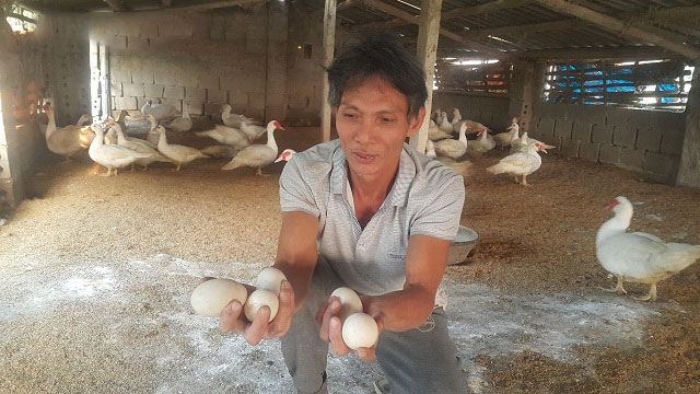 Làm giàu ở nông thôn: Nuôi ngan bán trứng vươn lên thoát nghèo